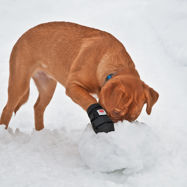 Best dog boots for pets sale that drag their feet