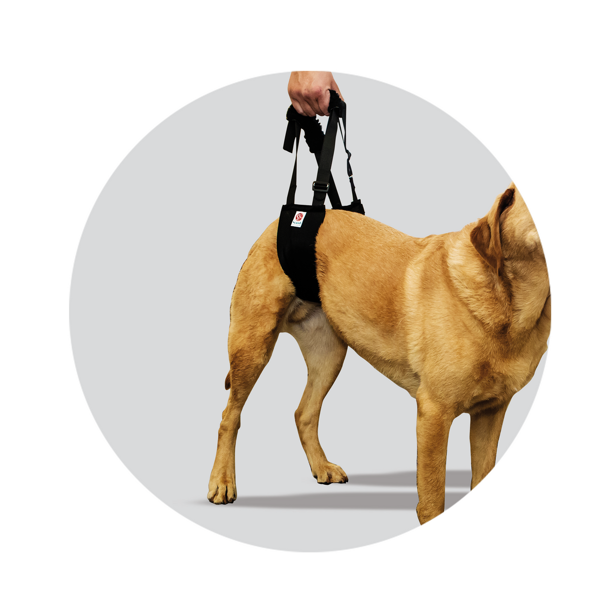Helping Hand Comfort Dog support adjustable for different sizes of dog and people