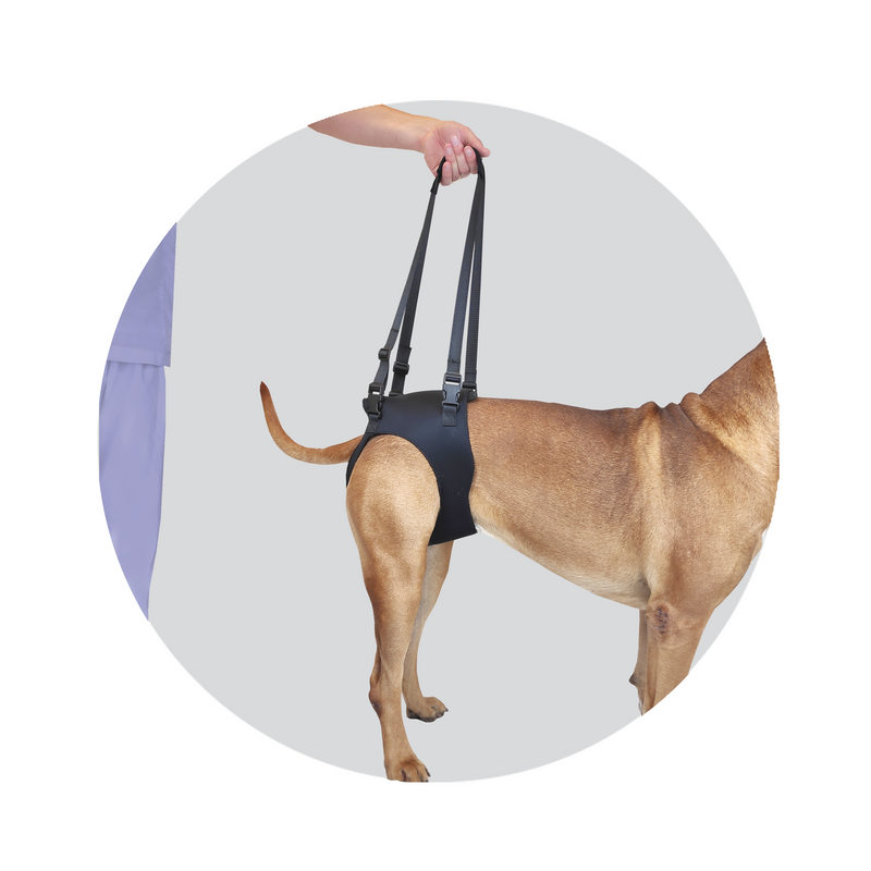 Helping Hand Offloading Harness for dogs who require frequent hind leg or spinal support