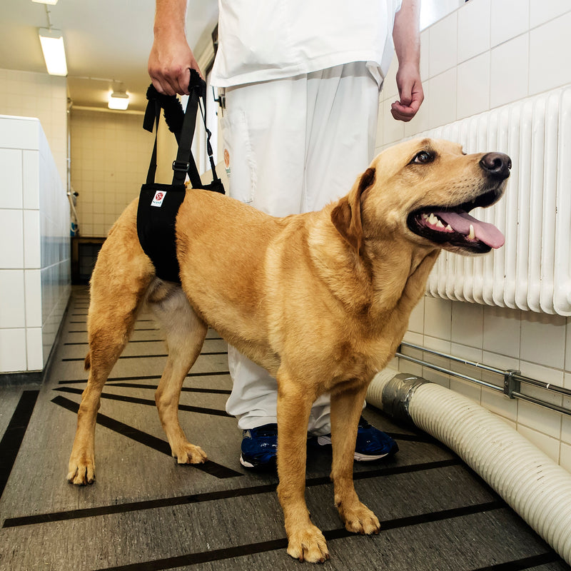 Veterinary technician using a Helping Hand Sling  Comfort version to assist a Labrador