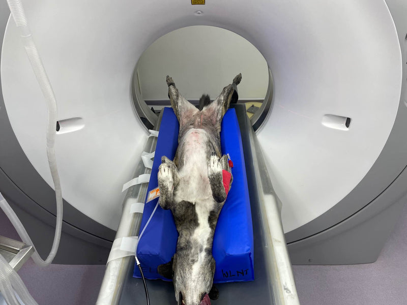 Lurcher positioned for a spinal CT scan using Flexi-Wedge positioning aids
