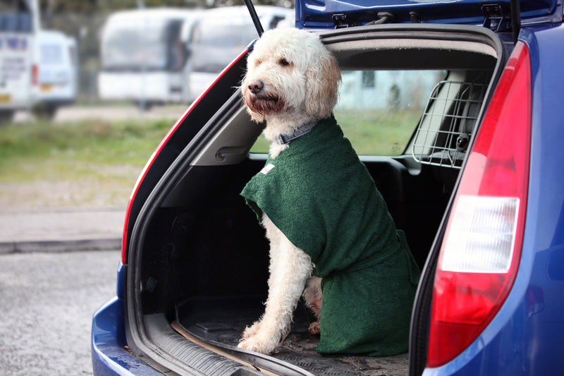 Labradoodle dog wearing a green drying coat in a car boot