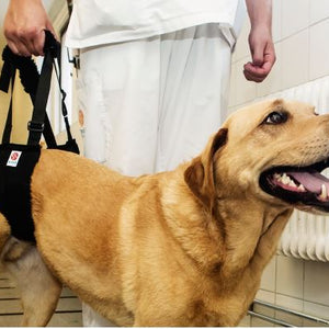Helping Hand Dog Sling