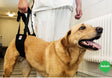 Helping Hand Comfort Dog support used in a veterinary practice
