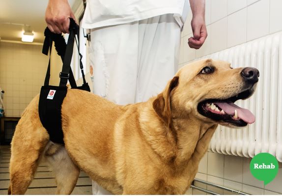 Helping Hand Comfort Dog support used in a veterinary practice