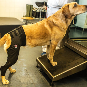Medical Protection Cover - Hind Limb