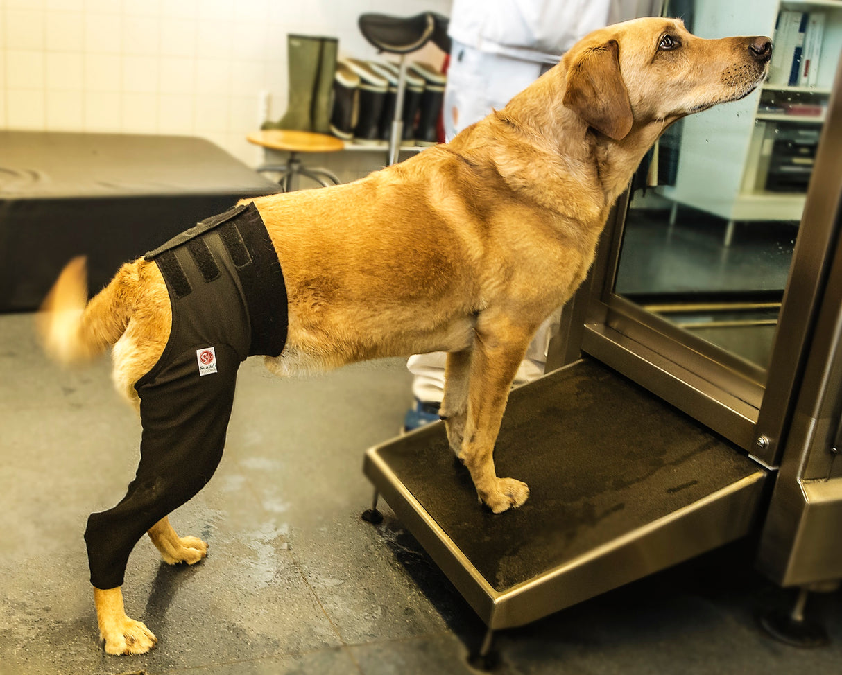 Labrador wearing a hind led medical protection cover at the entrance to a hydrotherapy tank