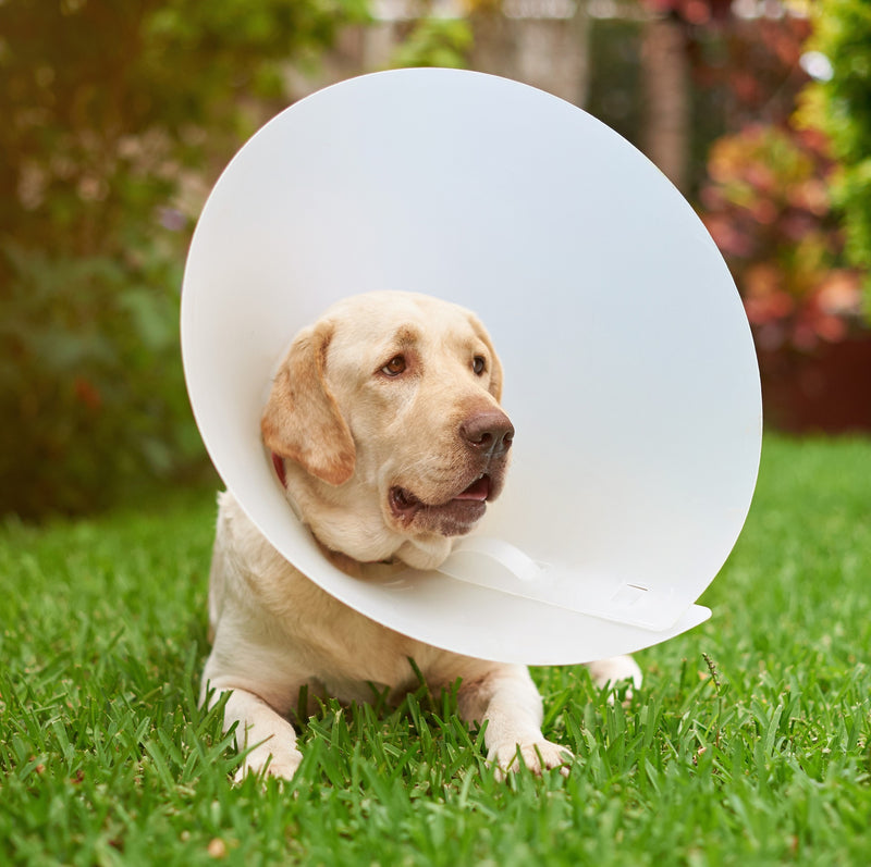Labrador wearing a traditional cone - Medical protection covers make these unnecessary