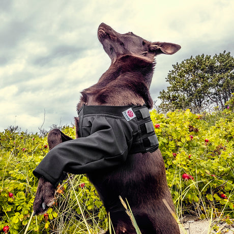 A forelimb medical protection cover for dogs lets them move around freely without risking getting their bandage wet or muddy