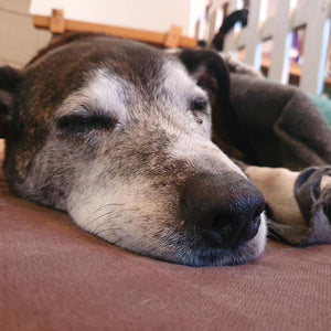 Orthopaedic Dog Beds