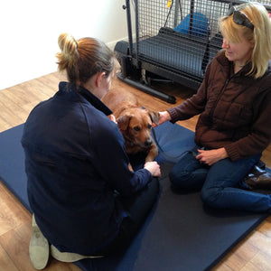 Veterinary Physiotherapy & Canine Fitness