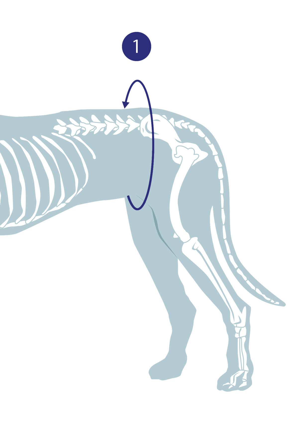 Measurement diagram for Offloading hip support for dogs