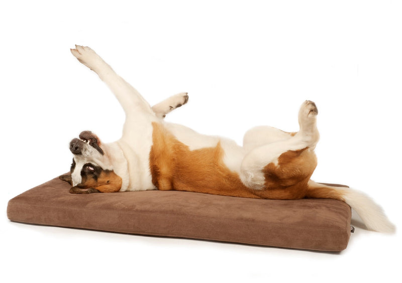 St Bernard dog with his legs in the air on a Signature foam and memory foam dog bed from Big Dog Bed Company