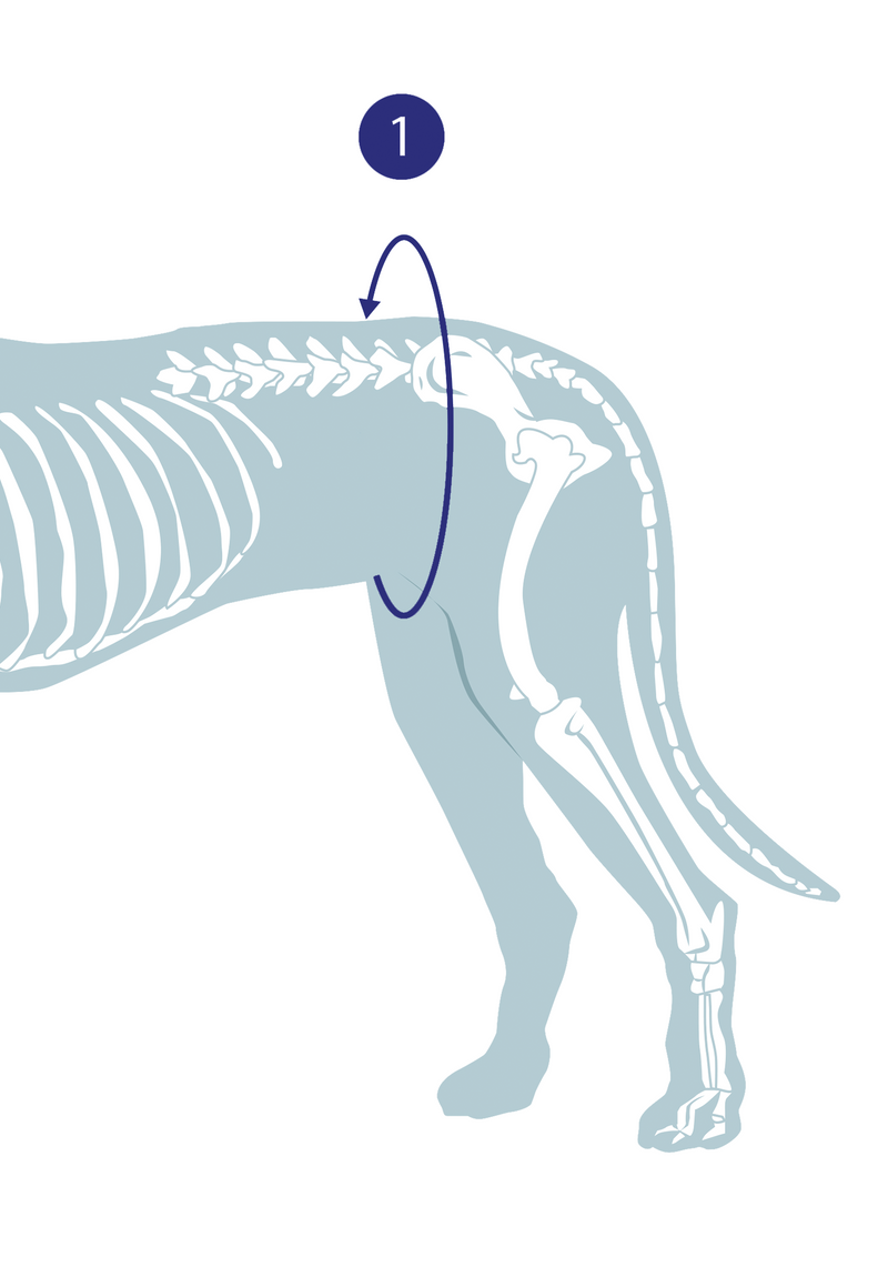 Diagram showing the measurement to be taken for a dog hip support sling