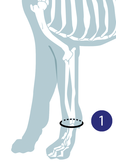 Diagram illustrating how to measure a dog for a carpal support