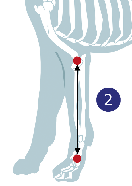 Diagram illustrating how to measure a dog for a carpal orthosis