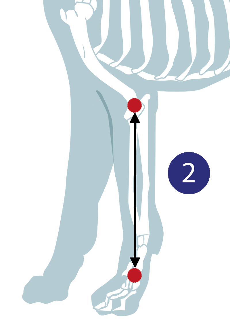 Diagram illustrating how to measure a dog for a carpal orthosis