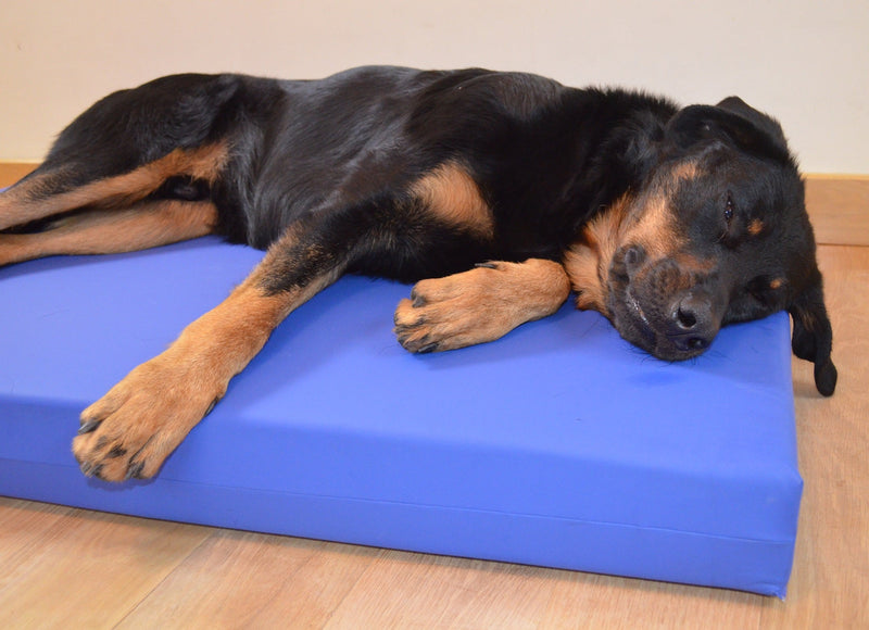 Incontinence Beds for Dogs - Big Dog Bed Company