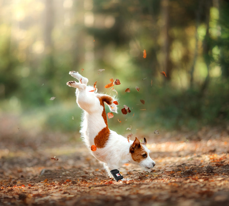 Jack Russell dog playing in leaves while wearing a Grade 1 carpal support to protect an old injury